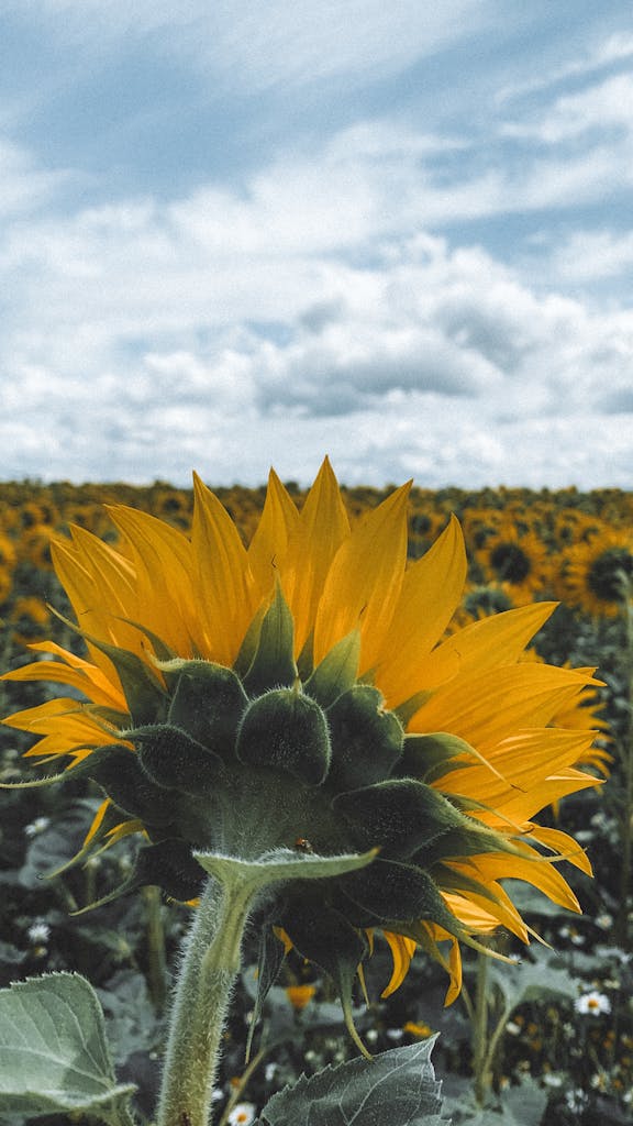 Bright sunflower facing a vast field under a cloudy sky, showcasing nature's beauty.